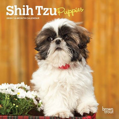 Shih Tzu Puppies | 2024 7 X 14 Inch Monthly Mini Wall Calendar | Browntrout | Animal Small Dog Breed Puppy