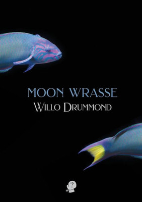 Moon Wrasse