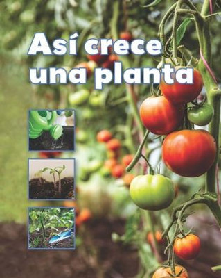 Así crece una planta / A Plant Grows (Fácil de leer / Easy to Read) (Spanish Edition) (Fácil De Leer / Easy to Read)