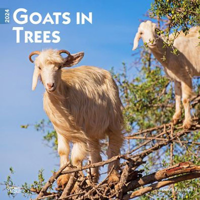 Goats In Trees | 2024 12 X 24 Inch Monthly Square Wall Calendar | Browntrout | Domestic Funny Farm Animals