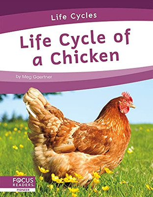 Life Cycle Of A Chicken