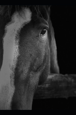 Horse Health Care: Ultimate Guidelines for Beginners