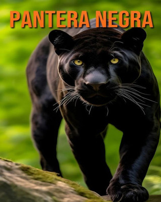 Pantera negra: Datos e imÃ¡genes divertidas y fascinantes sobre los Pantera negra