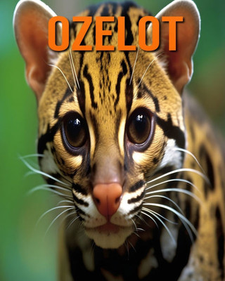 Ozelot: Lustige und faszinierende Fakten und Bilder Ã¼ber Ozelot
