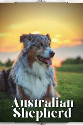 Australian Shepherd: Dog breed overview and guide