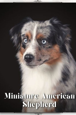 Miniature American Shepherd: Dog breed overview and guide