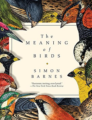 The Meaning Of Birds