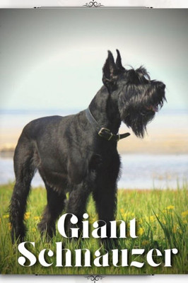 Giant Schnauzer: Dog breed overview and guide