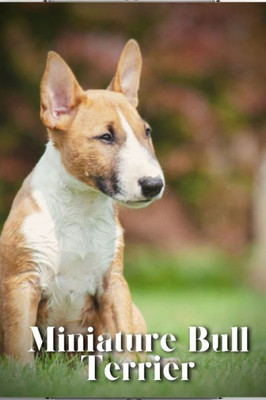 Miniature Bull Terrier: Dog breed overview and guide