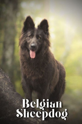 Belgian Sheepdog: Dog breed overview and guide