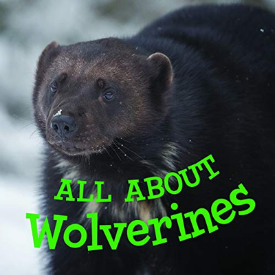 All about Wolverines (English) (Nunavummi)