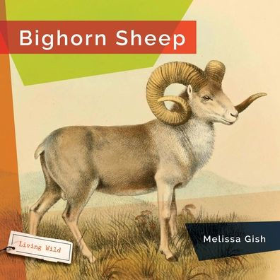 Bighorn Sheep