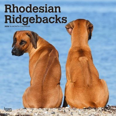 Rhodesian Ridgebacks 2026 12 X 24 Inch (Hanging) Monthly Square Wall Calendar Plastic-Free