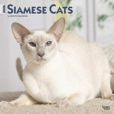 Siamese Cats 2026 12 X 24 Inch (Hanging) Monthly Square Wall Calendar Plastic-Free