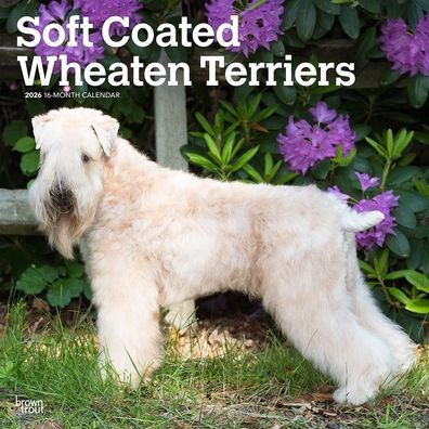 Soft Coated Wheaten Terriers 2026 12 X 24 Inch (Hanging) Monthly Square Wall Calendar Plastic-Free