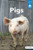 Pigs