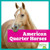 American Quarter Horses