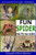 Fun Spider Facts For Kids