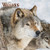 Wolves 2022 12 x 12 Inch Monthly Square Wall Calendar with Foil Stamped Cover, Wildlife Animals