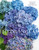 Hydrangeas: Beautiful Varieties for Home and Garden