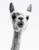 Knitting Graph Paper 2:3 & 4:5 Ratio 8.5" X 11": Llama Photograph