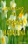 Baralho Da Cigana Madalena (Baralhos Poderosos) (Portuguese Edition)