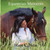 Equestrian Moments: Touching The Heart Of A Horse