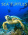 Sea Turtles: Amazing Pictures & Fun Facts On Animals In Nature