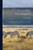 Poultry-fattening: a Practical Guide to the Fattening, Killing, Shaping, Dressing, and Marketing of Chickens, Ducks, Geese, and Turkeys