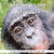 African Wildlife Adventure: With Bonnie The Bonobo (Learn At Bedtime)