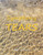 A Symphony Of Tears