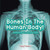 Bones In The Human Body! Anatomy Book For Kids