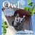 The Owl In The Yard