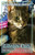 Library Cats: The History Of Cats In Libraries