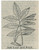 Ash Leaf And Fruit Notebook