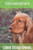 Corrie Cocker Spaniel