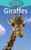 Giraffes (11) (Elementary Explorers)