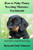 How to Make Money Breeding Miniature Dachshunds: and Other Small Breed Dogs