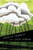Gravity Changes (American Readers Series)