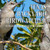 Texas Backyard Birdwatcher : A Field Guide To Feathered Friends