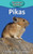 Pikas Pikas
