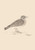 SONNETS FOR BIRDS