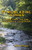 Trailblazing Women: The Trek To The California Gold Rush