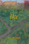 Ike