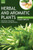 HERBAL AND AROMATIC PLANTS - Zingiber Officinale (GINGER)