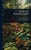 Flora of Pennsylvania - (Hardback or Cased Book)