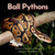 Ball Pythons - (Paperback or Softback)