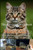 The Essential Handbook for Manx Cat: The Complete Handbook For Beginners And Seniors Manx cat owners