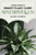 A mini-guide to smart plant care: Spathiphyllum
