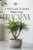 A Mini-Guide to Smart Plant Care: Dracaena